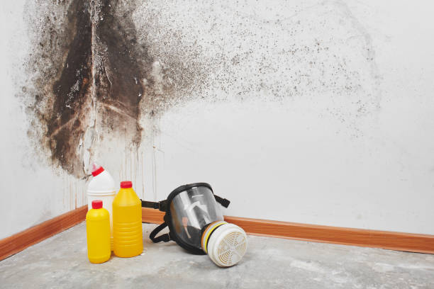 Best Industrial Mold Remediation in Lakewood, CA