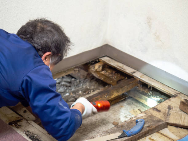 Best Post-Remediation Services in Lakewood, CA