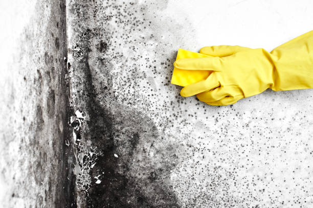 Best Post-Flood Mold Remediation in Lakewood, CA