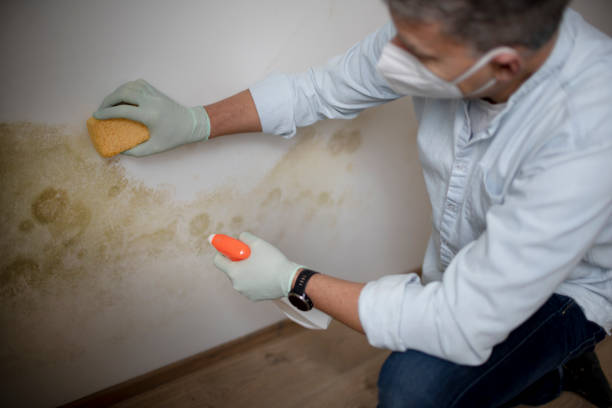 Best Black Mold Remediation in Lakewood, CA